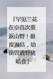 罕见兰花在京首次重返山野！极度濒危，幼苗曾遭野猪啃食