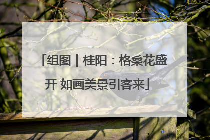组图｜桂阳：格桑花盛开 如画美景引客来