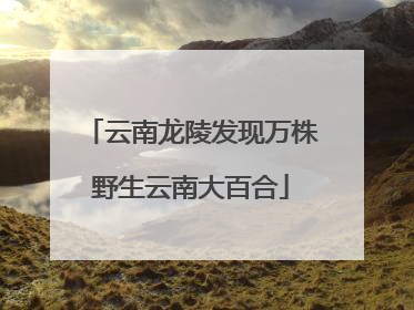 云南龙陵发现万株野生云南大百合