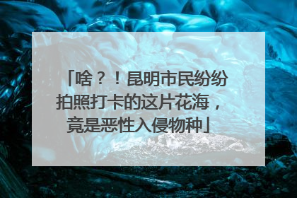 啥？！昆明市民纷纷拍照打卡的这片花海，竟是恶性入侵物种