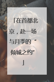 在首都北京，赴一场与月季的“倾城之约”