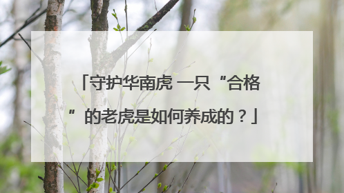 守护华南虎 一只“合格”的老虎是如何养成的？