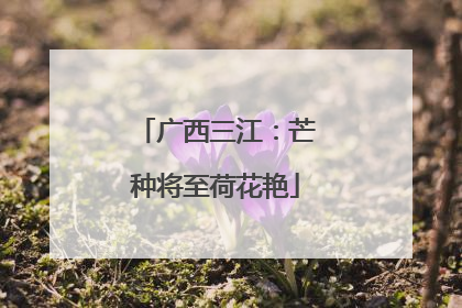 广西三江：芒种将至荷花艳