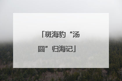 斑海豹“汤圆”归海记