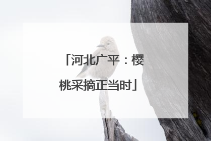 河北广平：樱桃采摘正当时