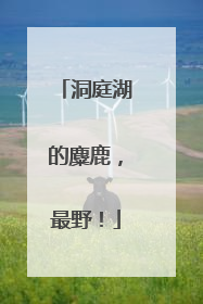 洞庭湖的麋鹿，最野！
