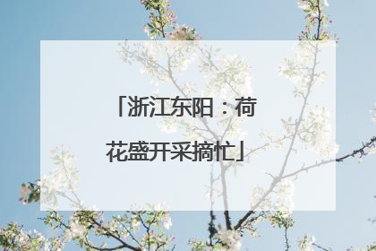 浙江东阳：荷花盛开采摘忙