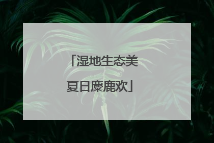 湿地生态美 夏日麋鹿欢