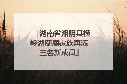 湖南省湘阴县横岭湖麋鹿家族再添三名新成员