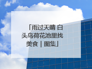 雨过天晴 白头鸟荷花池里找美食｜图集