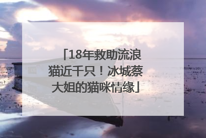 18年救助流浪猫近千只！冰城蔡大姐的猫咪情缘