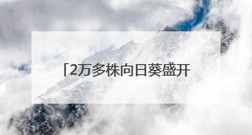 2万多株向日葵盛开，武生院打造全国最美毕业“背景墙”